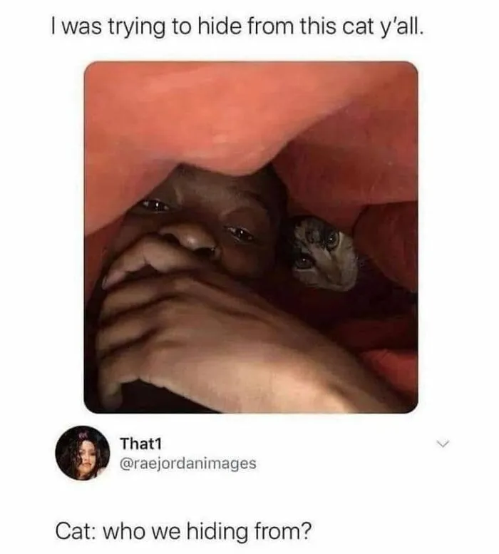 57 Completely Unserious Cat Posts Shared By This Page That Deserve A Place In Your Daily Scroll