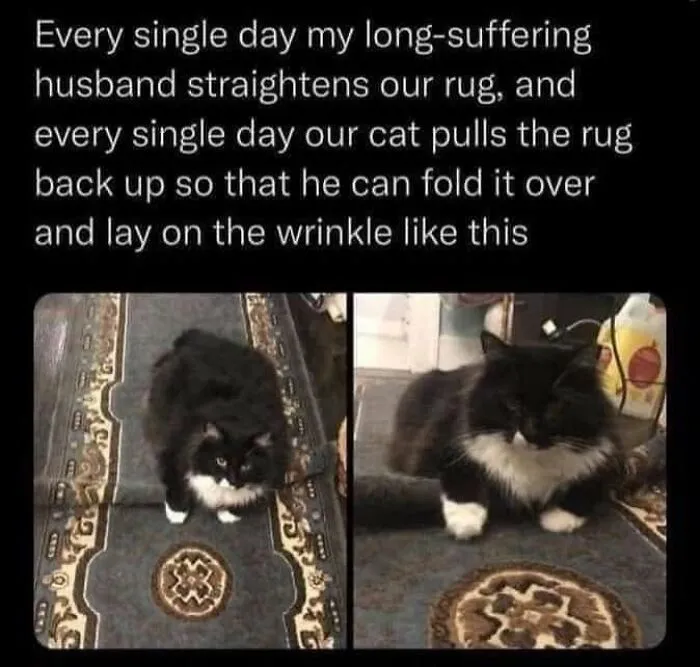57 Completely Unserious Cat Posts Shared By This Page That Deserve A Place In Your Daily Scroll