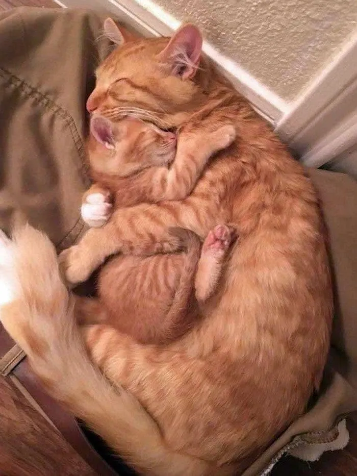 This Page Shared 40 Photos Of Cats Caught In Situations That Often Make No Sense