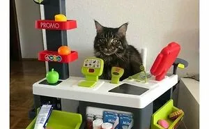 57 Completely Unserious Cat Posts Shared By This Page That Deserve A Place In Your Daily Scroll