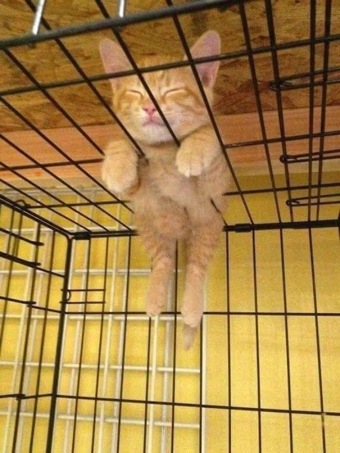 This Page Shared 40 Photos Of Cats Caught In Situations That Often Make No Sense