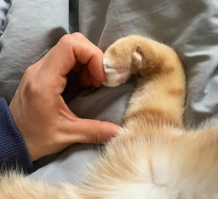 This Page Shared 40 Photos Of Cats Caught In Situations That Often Make No Sense
