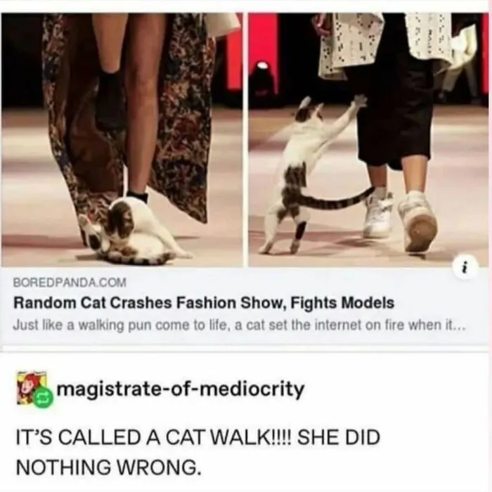 57 Completely Unserious Cat Posts Shared By This Page That Deserve A Place In Your Daily Scroll