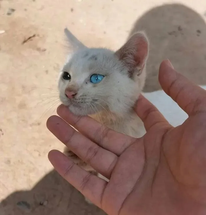 This Page Shared 40 Photos Of Cats Caught In Situations That Often Make No Sense
