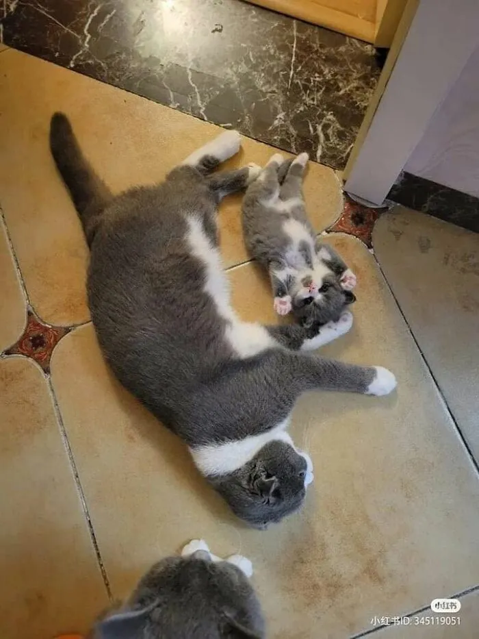 This Page Shared 40 Photos Of Cats Caught In Situations That Often Make No Sense