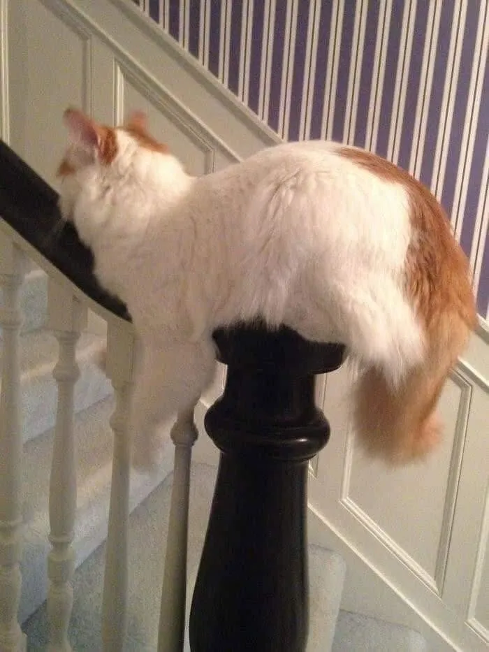 This Page Shared 40 Photos Of Cats Caught In Situations That Often Make No Sense