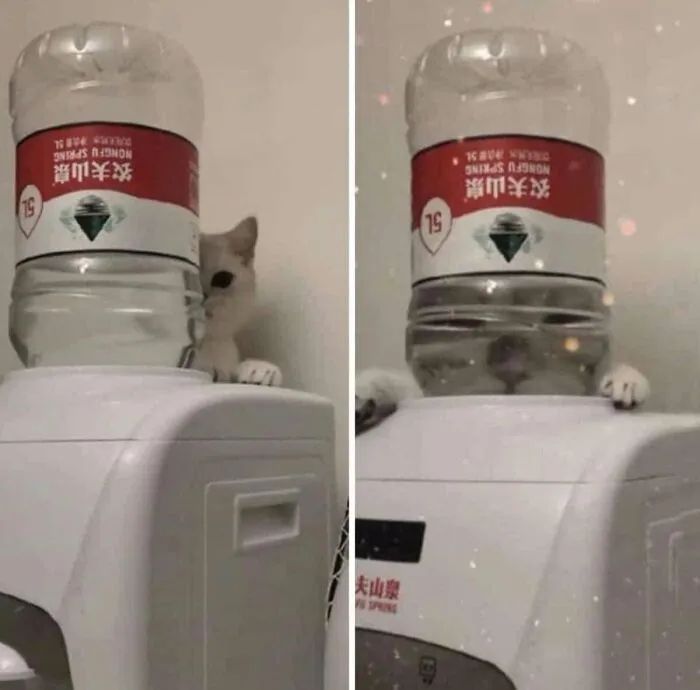 This Page Shared 40 Photos Of Cats Caught In Situations That Often Make No Sense