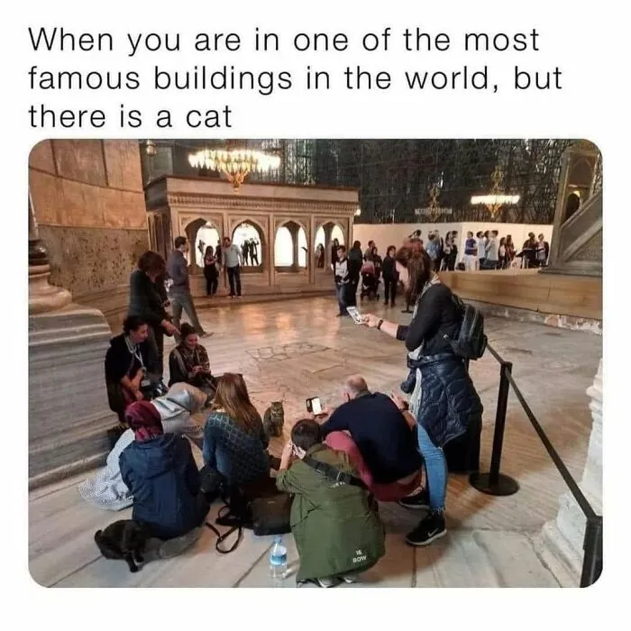 57 Completely Unserious Cat Posts Shared By This Page That Deserve A Place In Your Daily Scroll