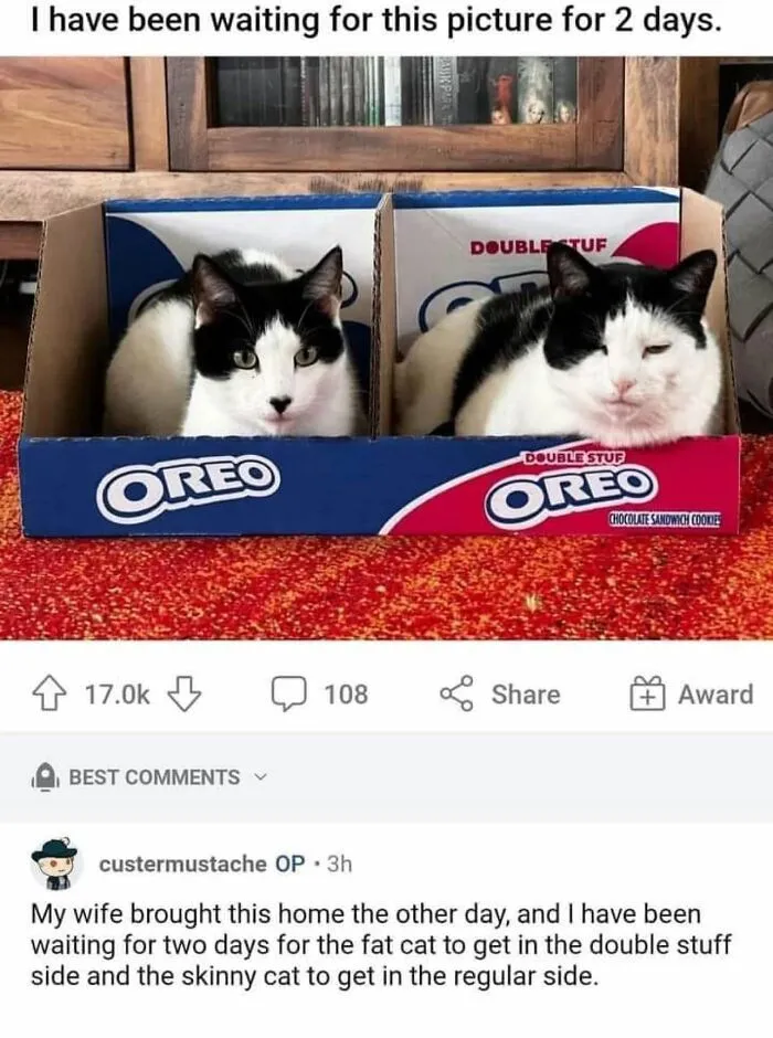 57 Completely Unserious Cat Posts Shared By This Page That Deserve A Place In Your Daily Scroll
