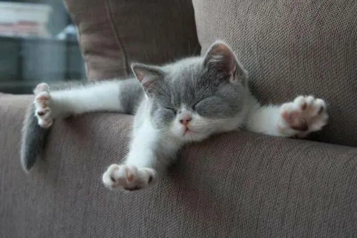 This Page Shared 40 Photos Of Cats Caught In Situations That Often Make No Sense