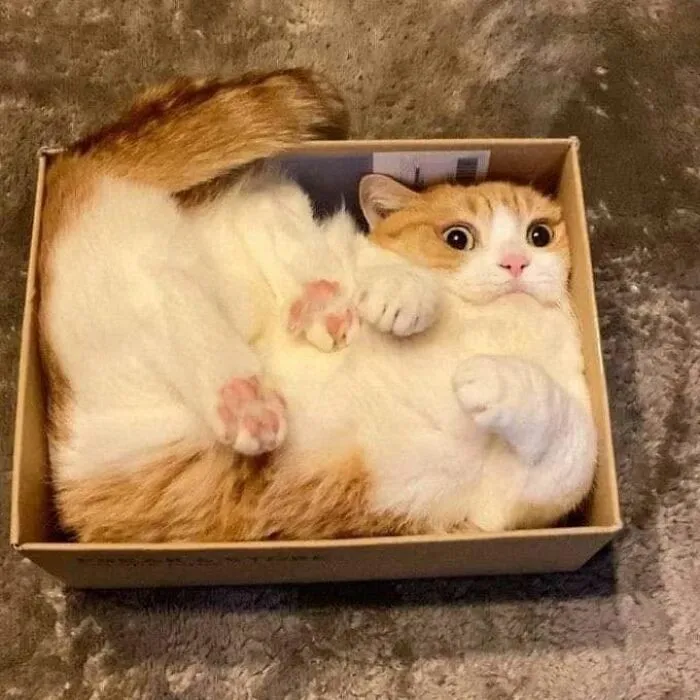 This Page Shared 40 Photos Of Cats Caught In Situations That Often Make No Sense
