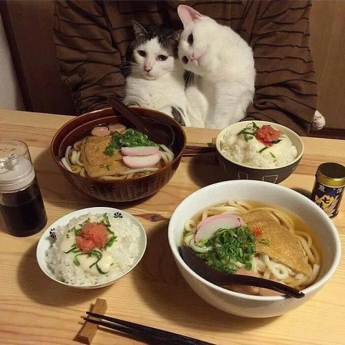 This Page Shared 40 Photos Of Cats Caught In Situations That Often Make No Sense