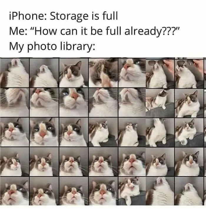 57 Completely Unserious Cat Posts Shared By This Page That Deserve A Place In Your Daily Scroll