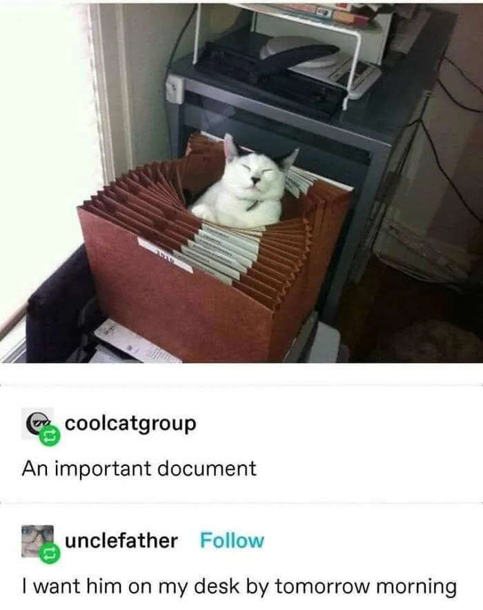 57 Completely Unserious Cat Posts Shared By This Page That Deserve A Place In Your Daily Scroll