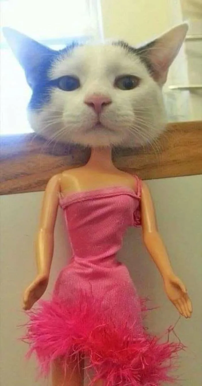 This Page Shared 51 Photos Of Silly Cats Doing Whatever They Want
