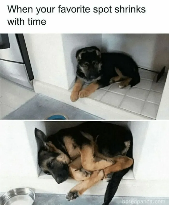 Before and after comparison of German Shepherd puppy in a small shelf from dog memes