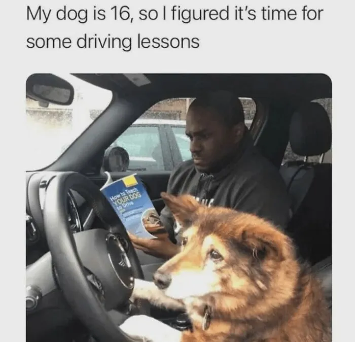 100 Dog Memes From “Jollyy Doggies” That Perfectly Capture Why Life Is Better With Dogs