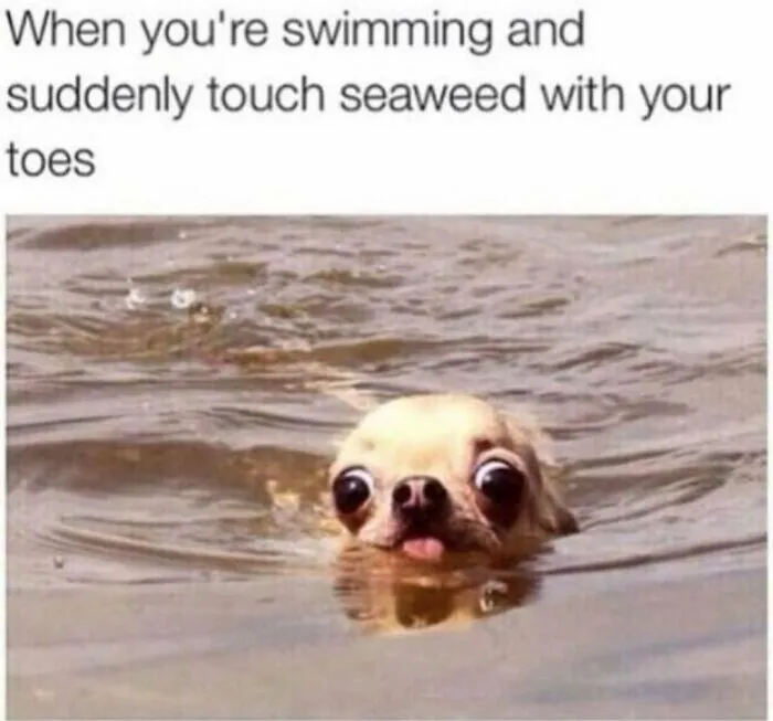 Relatable dog memes showing a funny wide-eyed chihuahua swimming in water