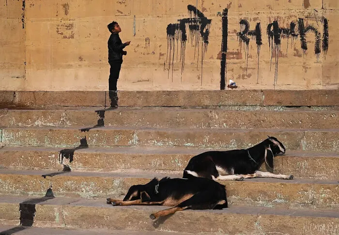43 Unexpected Animal Encounters Captured By This Street Photographer