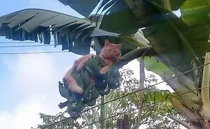 This Page Shared 51 Photos Of Silly Cats Doing Whatever They Want