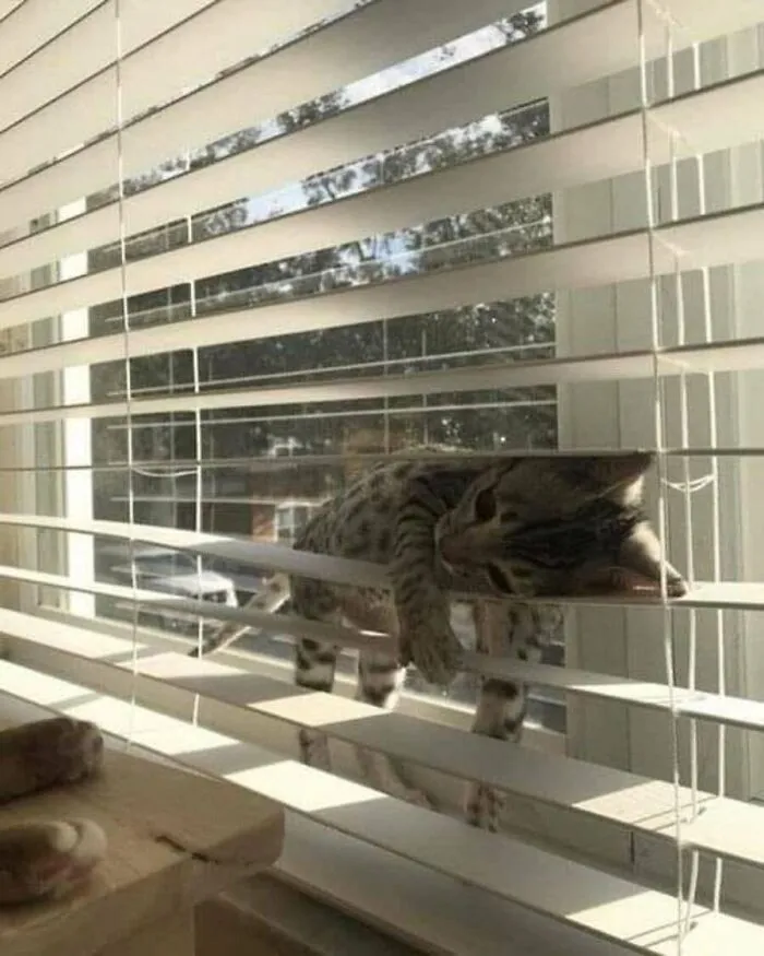 This Page Shared 51 Photos Of Silly Cats Doing Whatever They Want