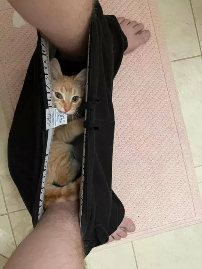 This Page Shared 51 Photos Of Silly Cats Doing Whatever They Want