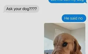 This Page Shared 62 Memes That Show Why Dogs Are So Lovable And Entertaining