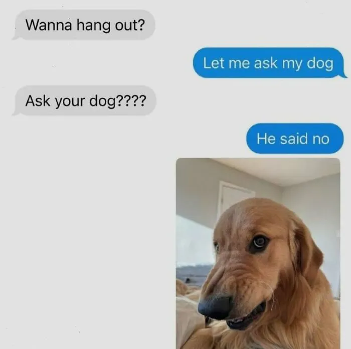 100 Dog Memes From “Jollyy Doggies” That Perfectly Capture Why Life Is Better With Dogs
