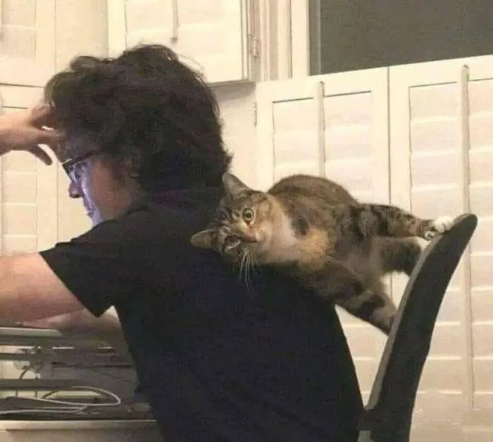 This Page Shared 51 Photos Of Silly Cats Doing Whatever They Want