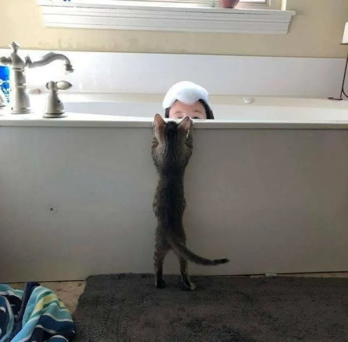This Page Shared 51 Photos Of Silly Cats Doing Whatever They Want