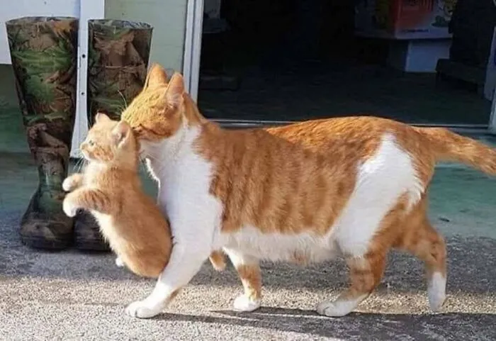 This Page Shared 51 Photos Of Silly Cats Doing Whatever They Want