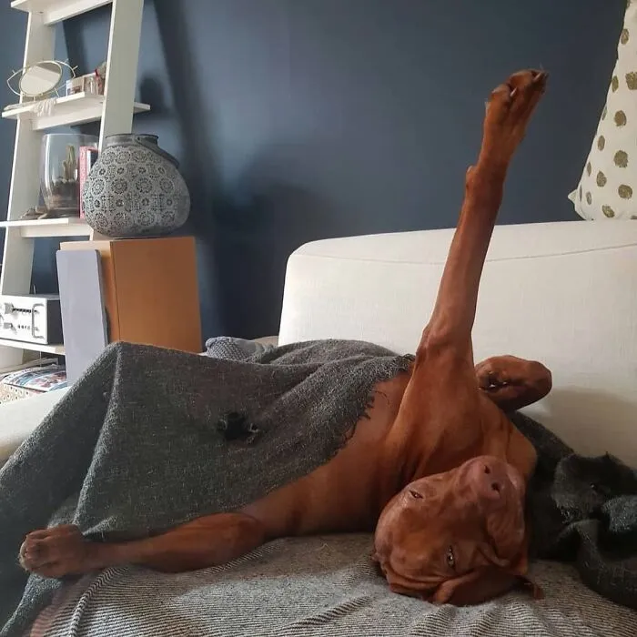 61 Derpy Dog Photos Shared By This Page That Prove Even The Cutest Pups Have Bad Angles