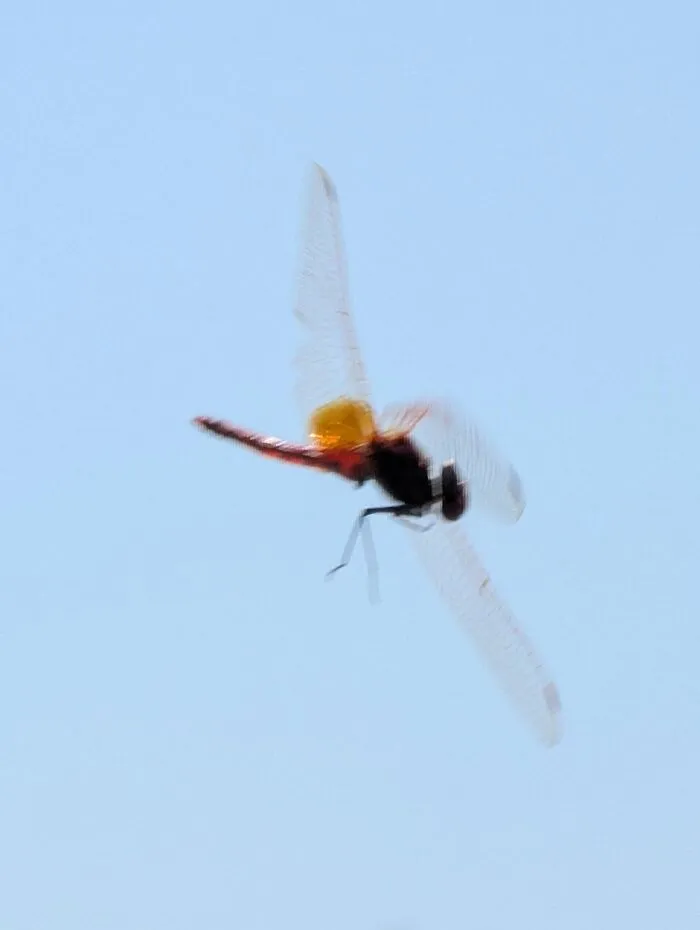 Blurry close-up of a flying dragonfly against a clear sky in wildlife photo