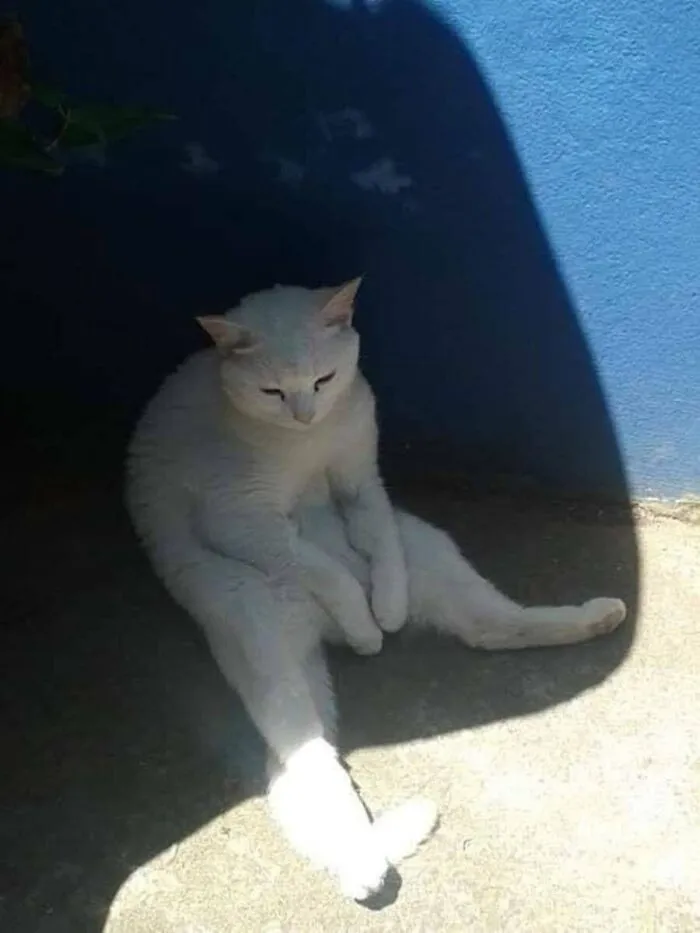 This Page Shared 51 Photos Of Silly Cats Doing Whatever They Want