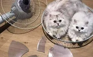 This Page Shared 51 Photos Of Silly Cats Doing Whatever They Want