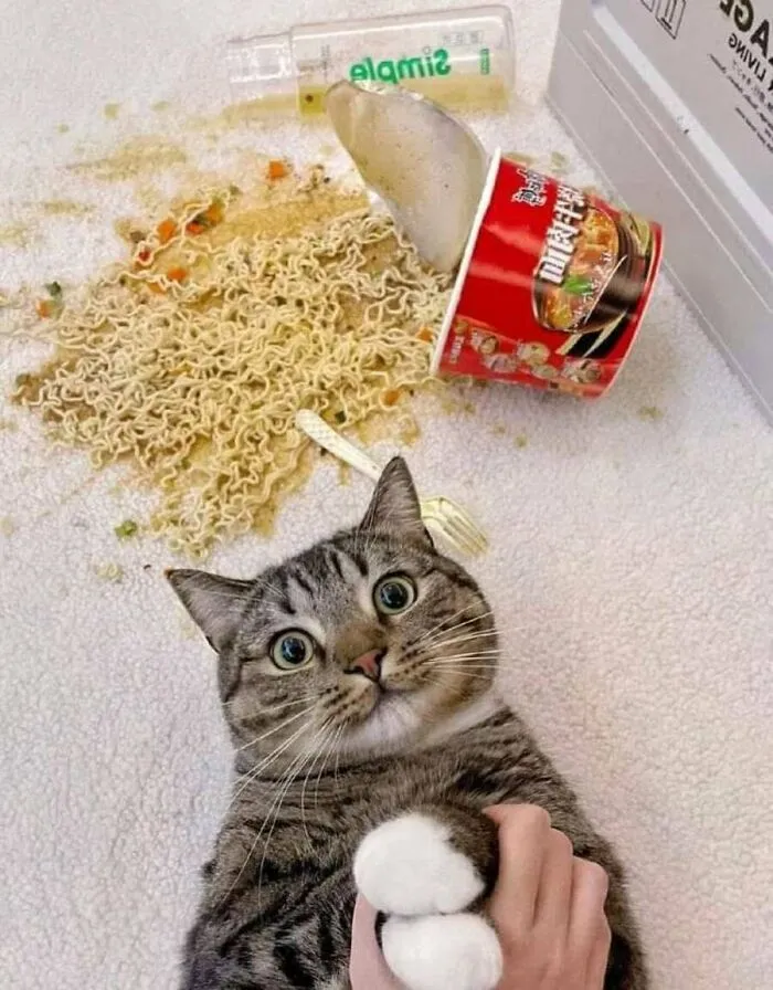 This Page Shared 51 Photos Of Silly Cats Doing Whatever They Want