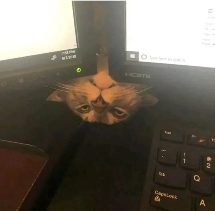This Page Shared 51 Photos Of Silly Cats Doing Whatever They Want