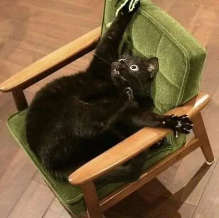 This Page Shared 51 Photos Of Silly Cats Doing Whatever They Want