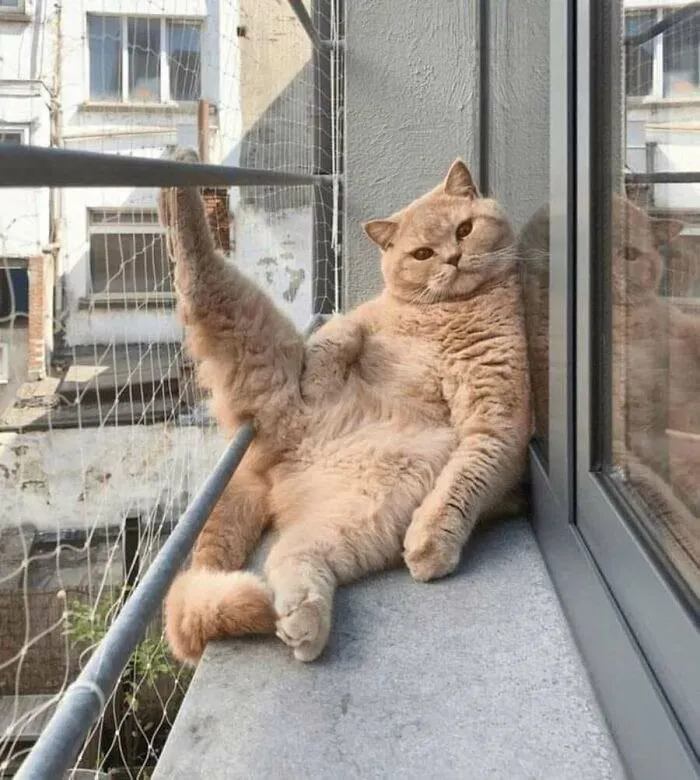 This Page Shared 51 Photos Of Silly Cats Doing Whatever They Want