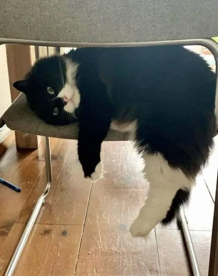 This Page Shared 51 Photos Of Silly Cats Doing Whatever They Want