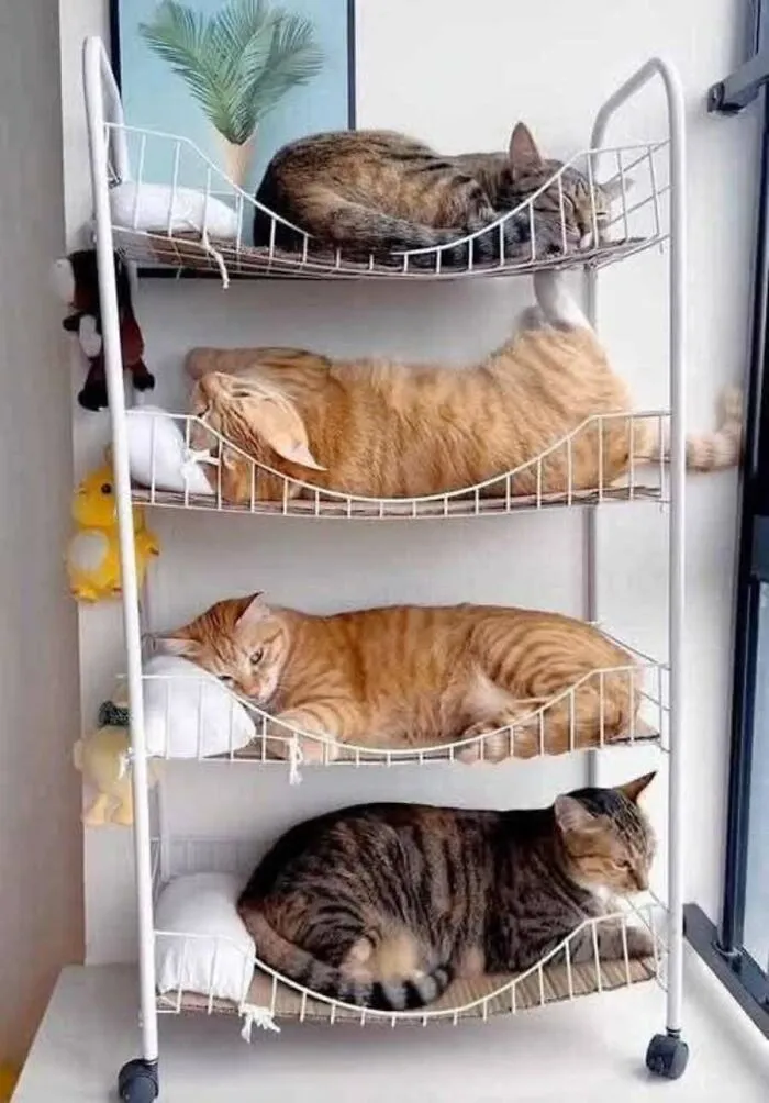 This Page Shared 51 Photos Of Silly Cats Doing Whatever They Want