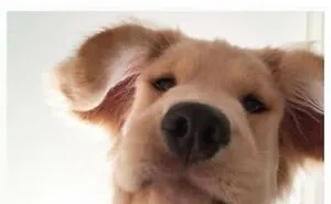 This Page Shared 62 Memes That Show Why Dogs Are So Lovable And Entertaining