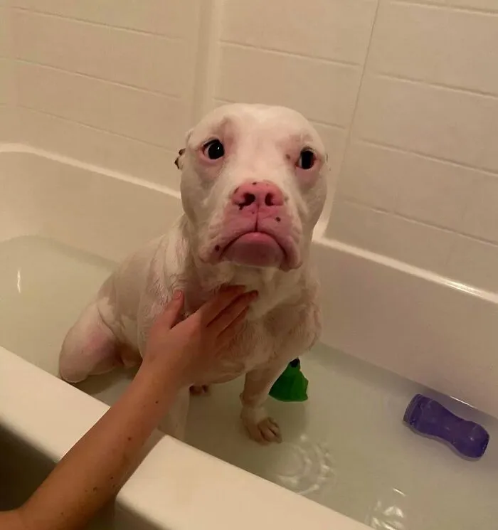 36 Pics Shared By ‘WeRateDogs’ That Show Pups Being Overly Dramatic About Bath Time