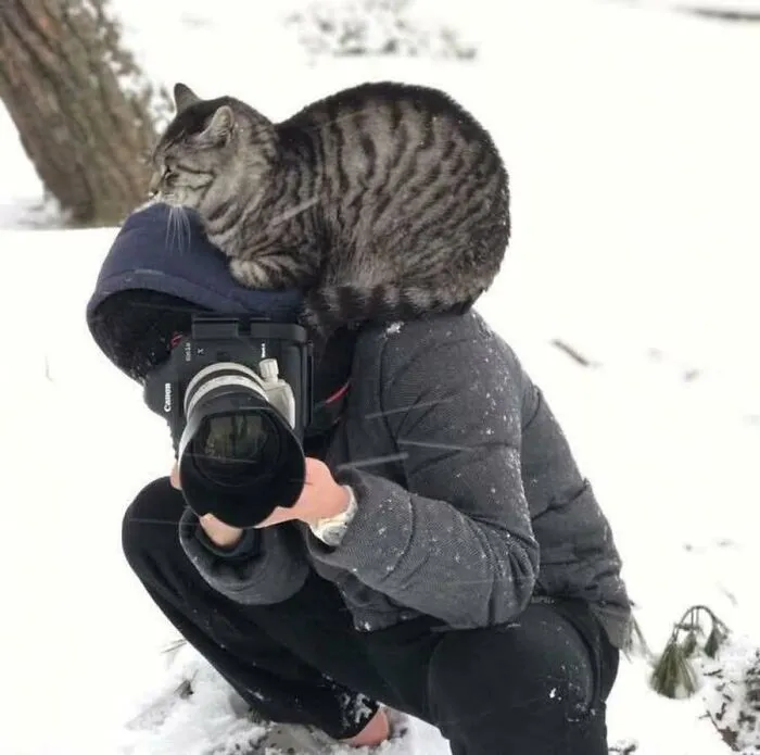 This Page Shared 51 Photos Of Silly Cats Doing Whatever They Want