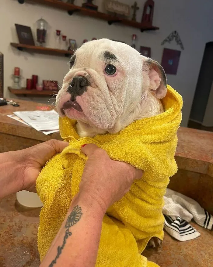 36 Pics Shared By ‘WeRateDogs’ That Show Pups Being Overly Dramatic About Bath Time