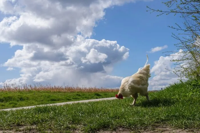 This Street Photographer Took 26 Pics Capturing Animals’ Odd And Hilarious Moments