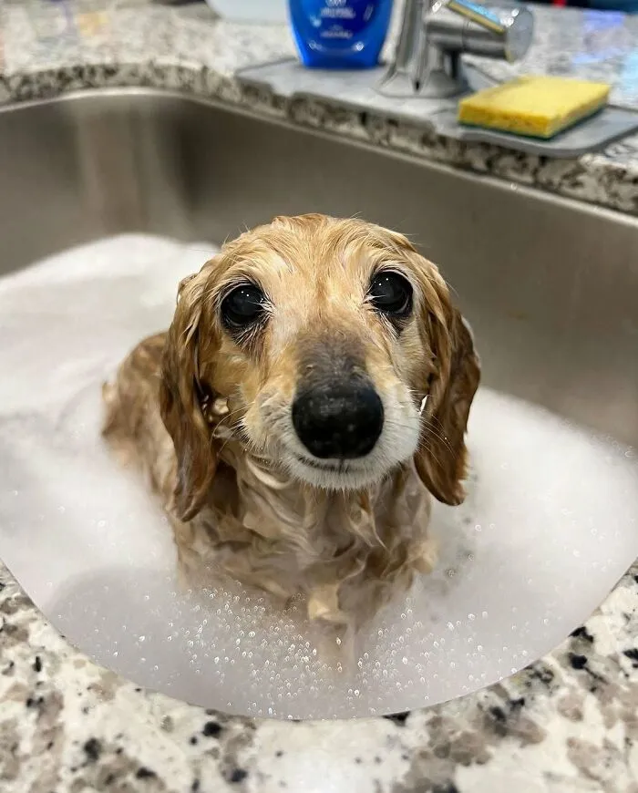 36 Pics Shared By ‘WeRateDogs’ That Show Pups Being Overly Dramatic About Bath Time