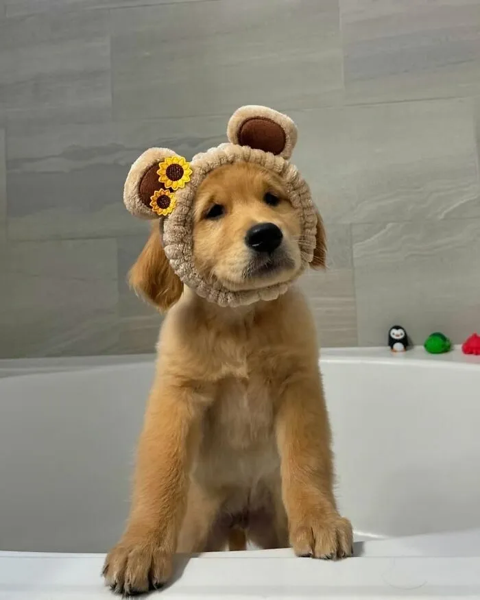 36 Pics Shared By ‘WeRateDogs’ That Show Pups Being Overly Dramatic About Bath Time