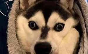 This Page Shared 62 Memes That Show Why Dogs Are So Lovable And Entertaining