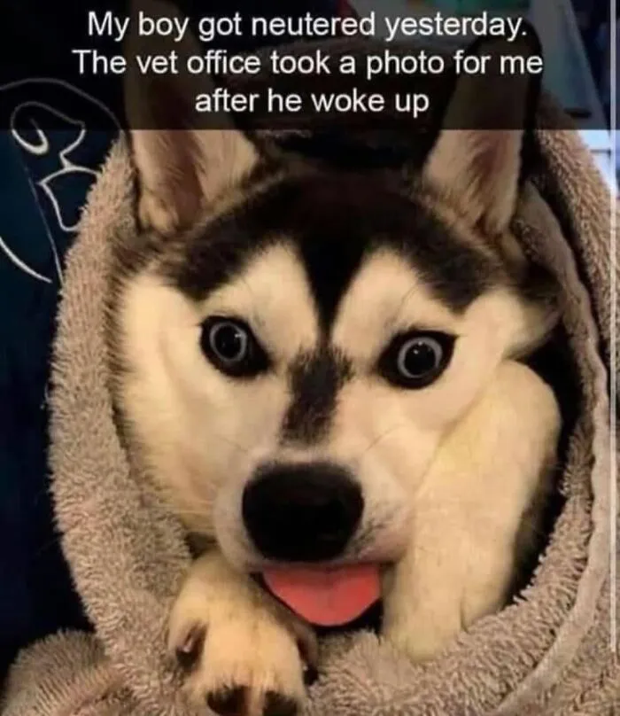 100 Dog Memes From “Jollyy Doggies” That Perfectly Capture Why Life Is Better With Dogs